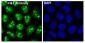 Anti-Ki67 MKI67 Rabbit Monoclonal Antibody
